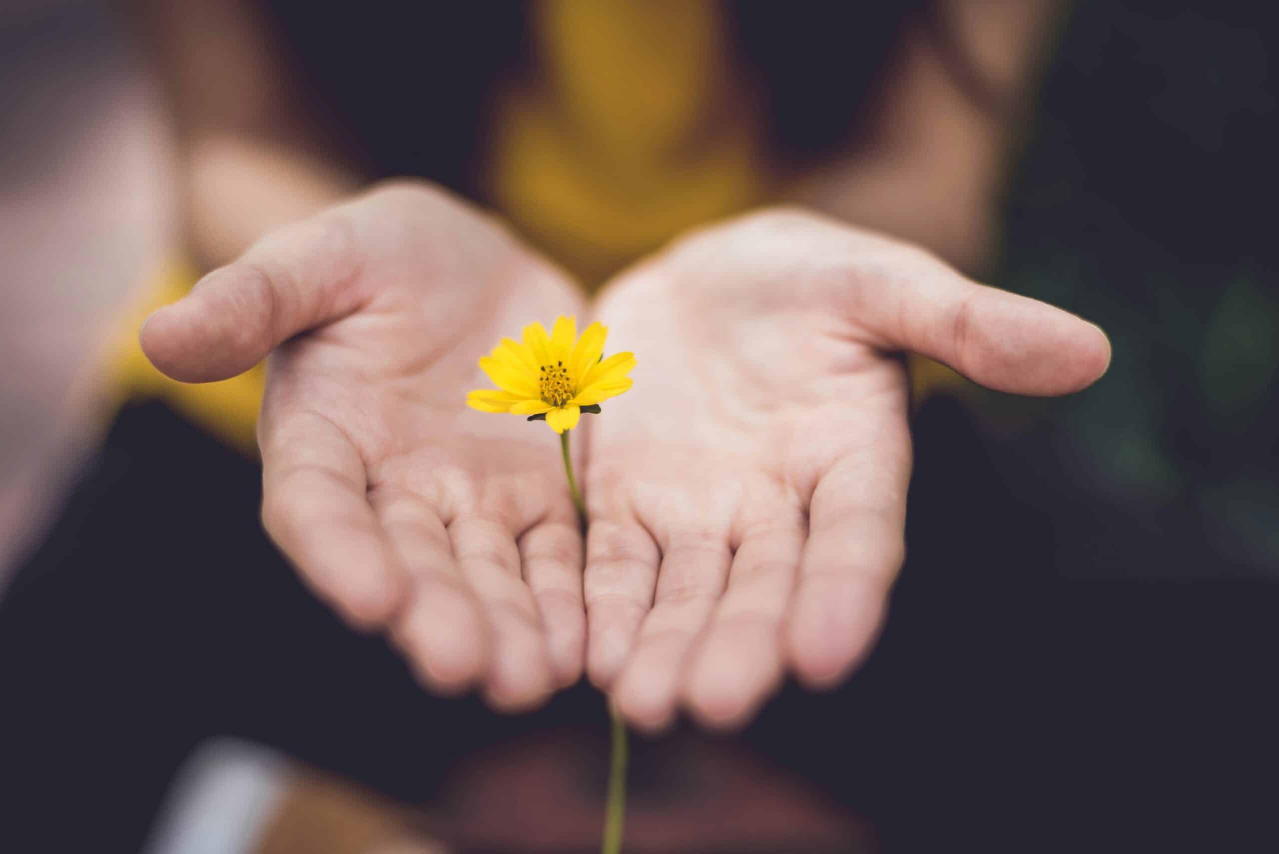 Accompagnement syndrome de Noé en Alsace et Lorraine : mains protégeant une fleur, symbole de discrétion, de respect et de renouveau.